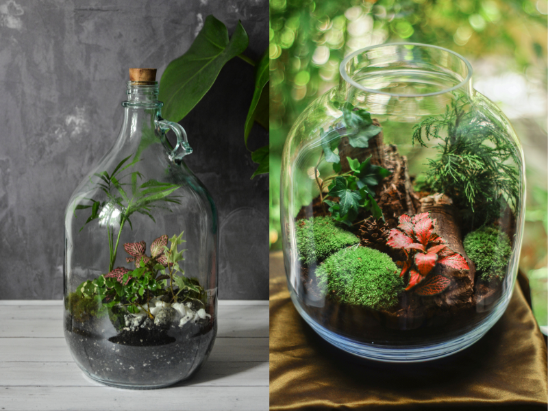 DIY Botanical Garden Terrarium: A Miniature World of Greenery